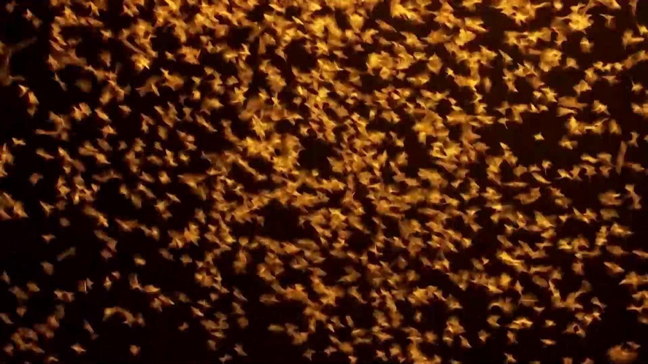 Budapest, milioni di farfalline emergono dal Danubio: sembra "Phenomena", ma è un buon segno