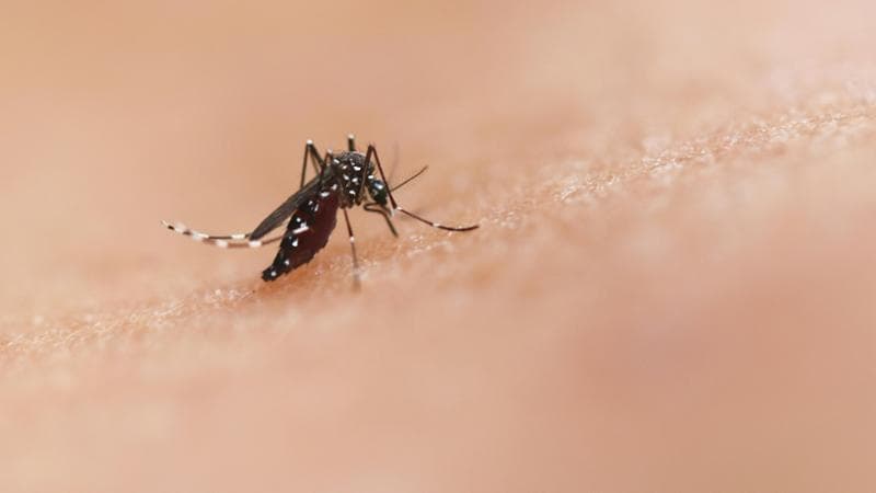 West Nile, il virus fa paura: salgono a sette le vittime. Stop donazioni di sangue in 31 province