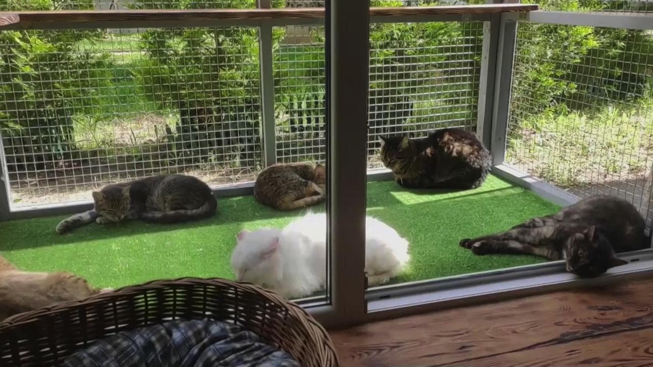 Ucraina, i gatti salvati dalla guerra: a Kharkiv il santuario che cura i felini. E anche gli umani