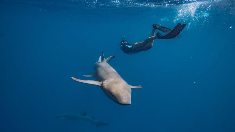 Nuotare tra gli squali nei Sun Siyam resort