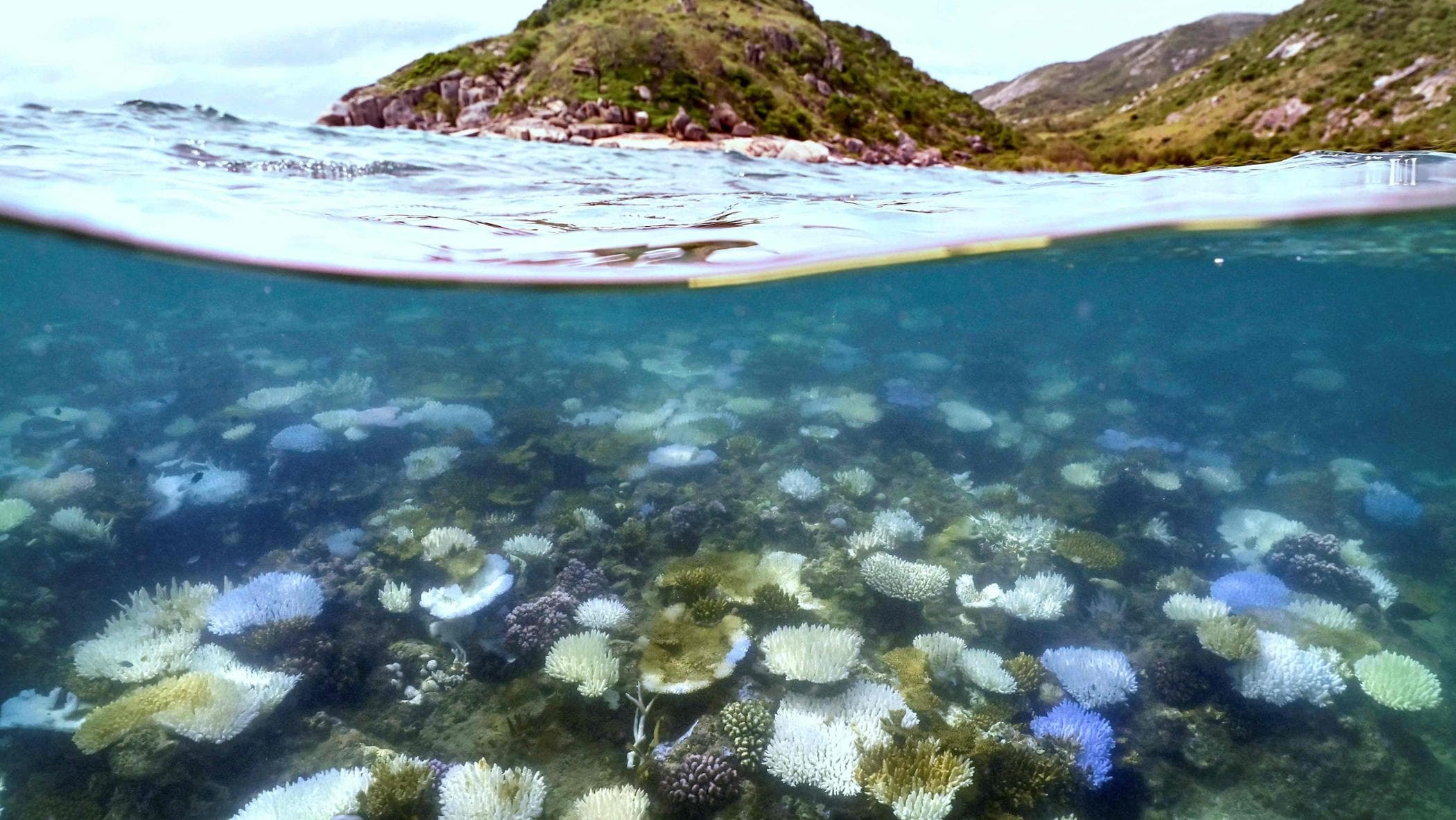 オーストラリア、リスクのあるサンゴ礁：熱波2024年後の記録漂白