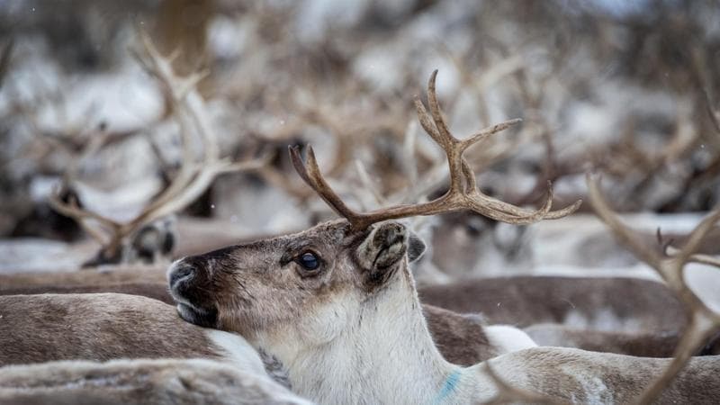 Caldo anomalo in Finlandia, strage di renne nel paese di Babbo Natale