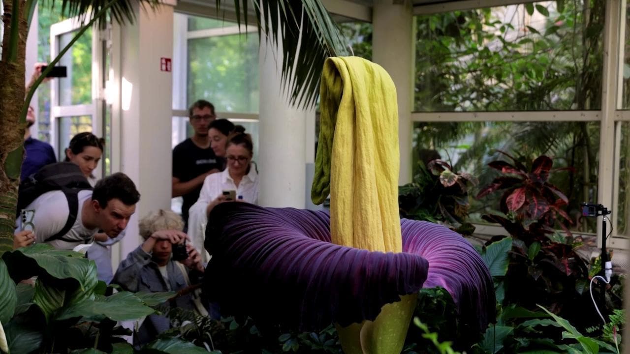 Varsavia, sboccia il “fiore cadavere”: un evento raro dal profumo nauseabondo