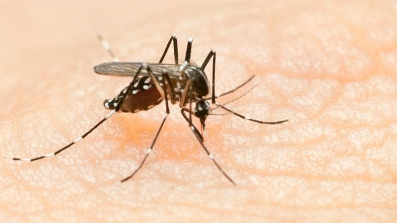 West Nile, due vittime in Calabria e Lazio. Un contagio a Roma. Due casi di chikungunya in Veneto