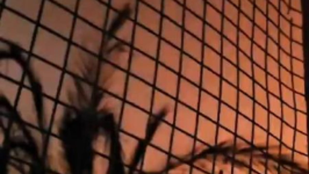 L'ultimo video del giornalista di Al Jazeera prima di essere ucciso dal bombardamento