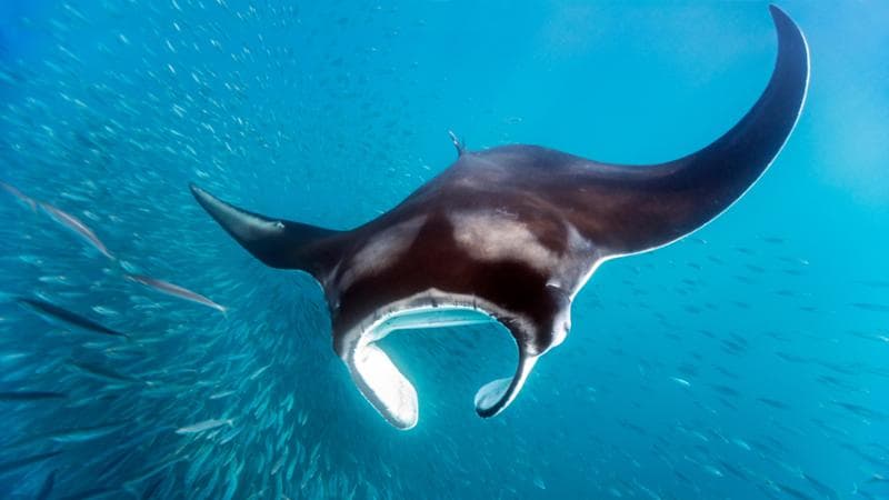 Un esemplare di Mobula mobular (Getty images)