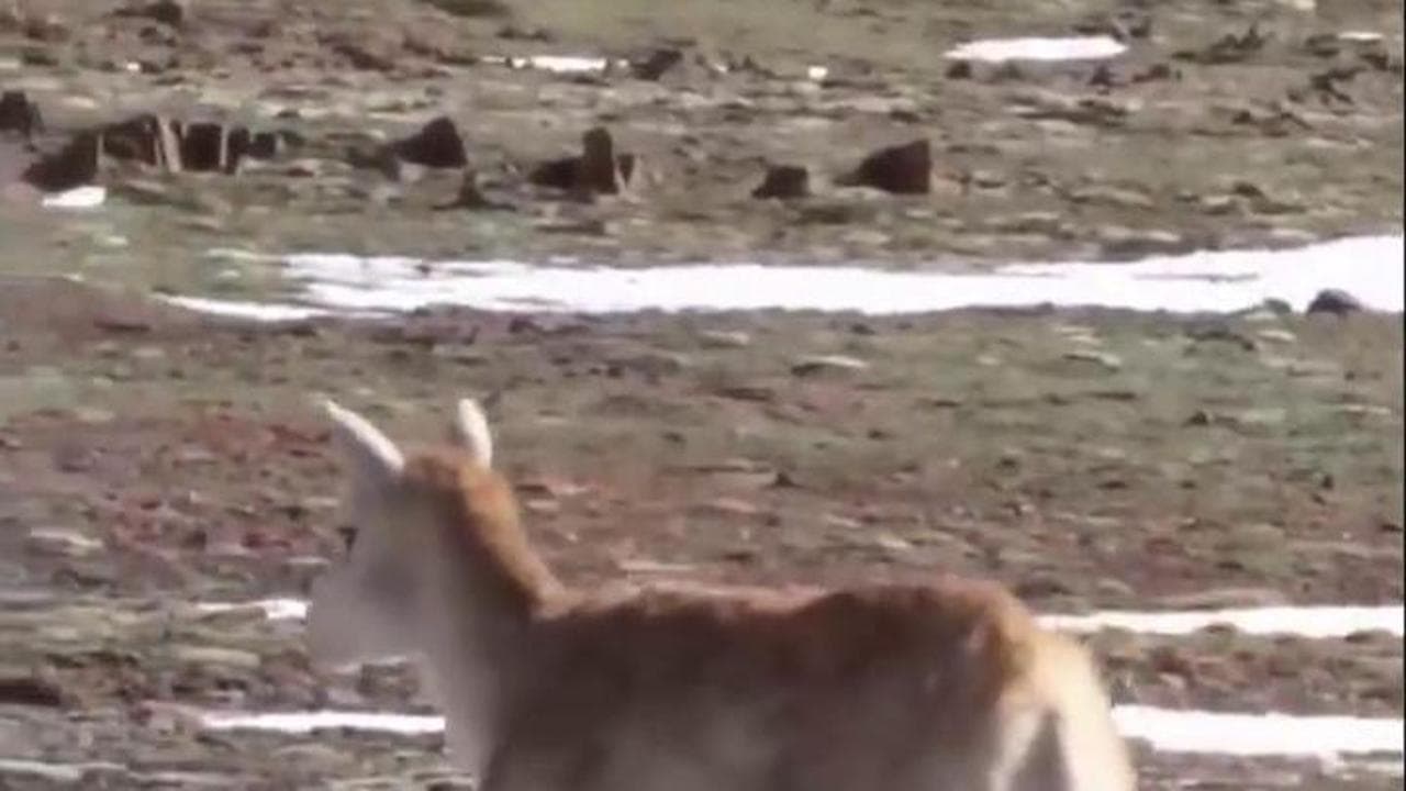 Cina, sull'altopiano tibetano un robot antilope controlla le mandrie