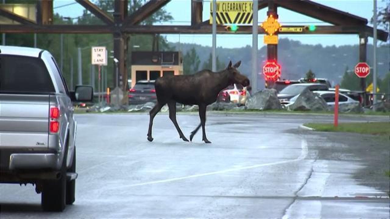 Anchorage (Alaska), un alce all'ingresso della base per il vertice Trump-Putin