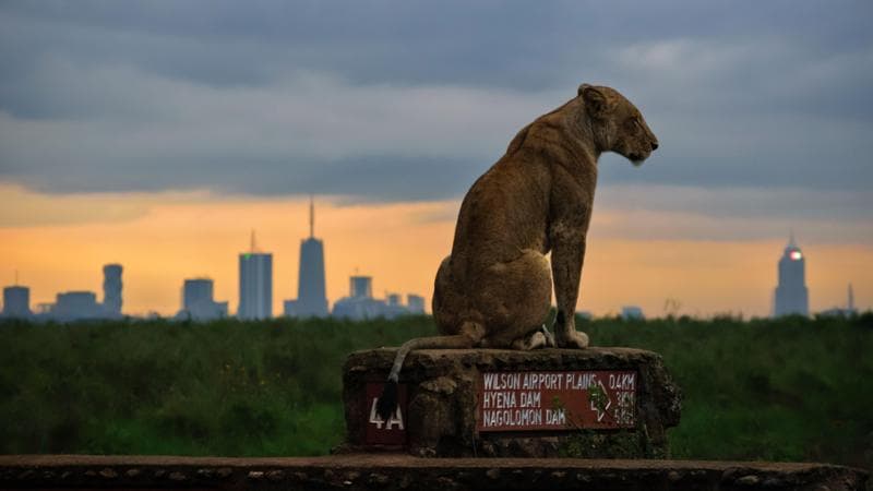 Una leonessa nel Nairobi National Park (Getty images)