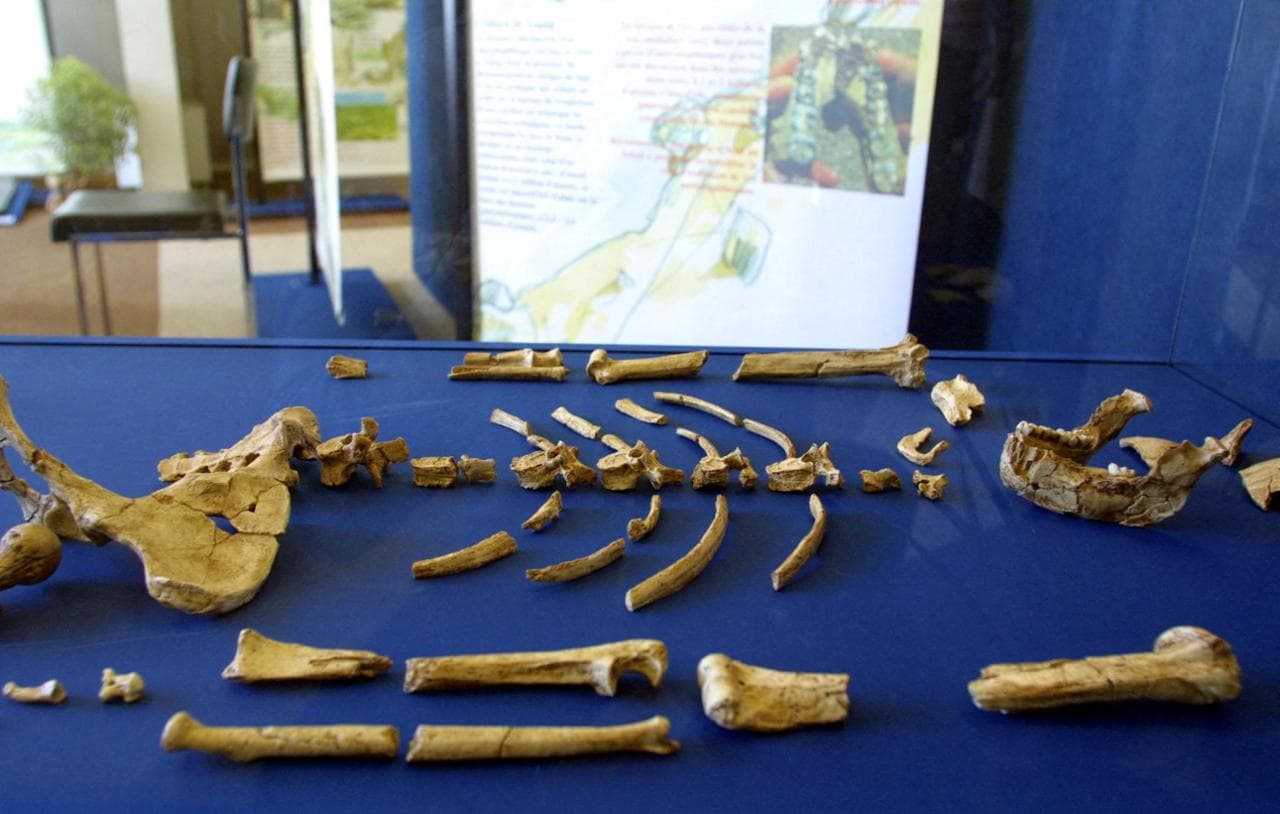 L'australopiteco Lucy è in mostra in Europa per la prima volta - la Repubblica
