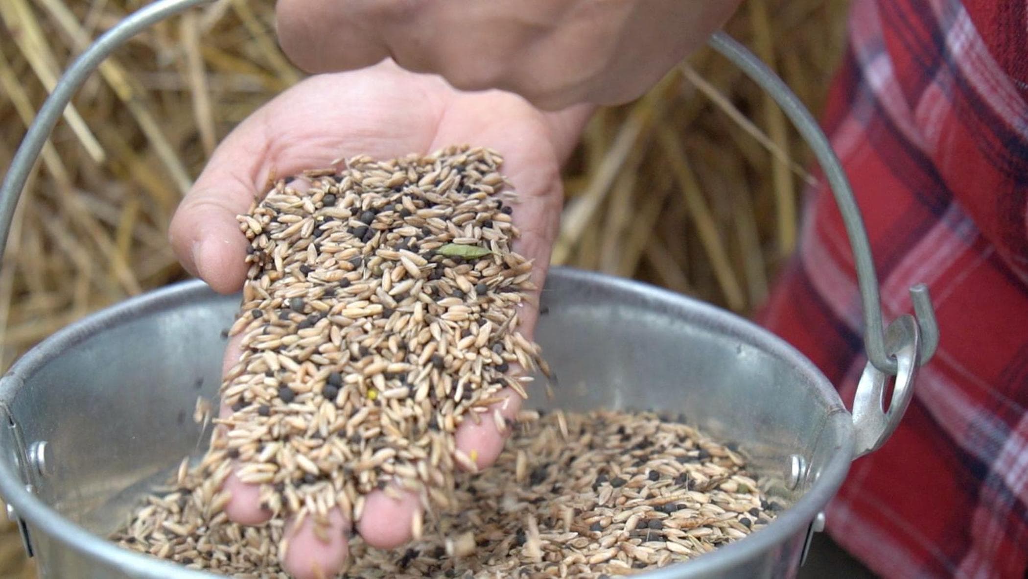 Matese, Sècena'yı bir garnizonla yeniden keşfeder ve yeniden başlatır