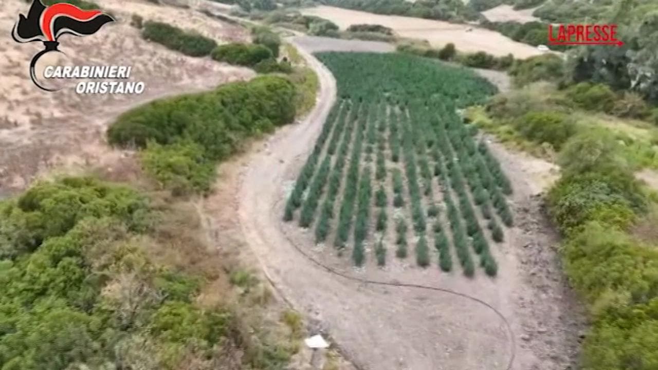 Oristano, scovata una piantagione di Cannabis grande come un vigneto