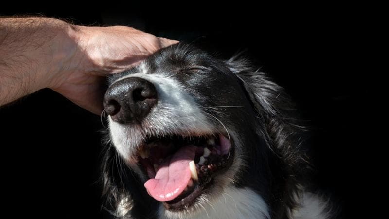 Animali domestici: gli italiani spendono 900 euro l’anno per la cura
