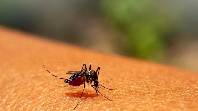 Chikungunya, allerta in Veneto: i casi sono saliti a 46. Come si trasmette e i sintomi