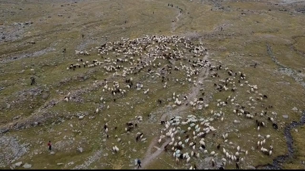 Val Senales: il volo del drone sulla transumanza, patrimonio culturale immateriale Unesco