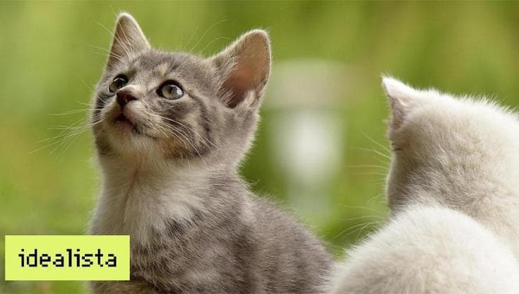 Dove sono finiti i gatti a Venezia?