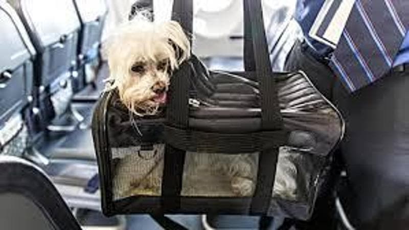 In aereo con il cane, primo volo martedì. Dai prezzi alle compagnie, tutto quello che c’è sapere