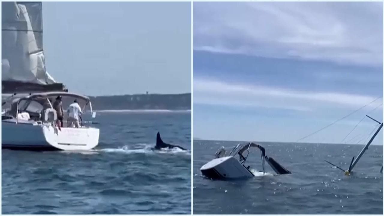 Portogallo, branco di orche sperona una barca a vela: l'imbarcazione viene affondata