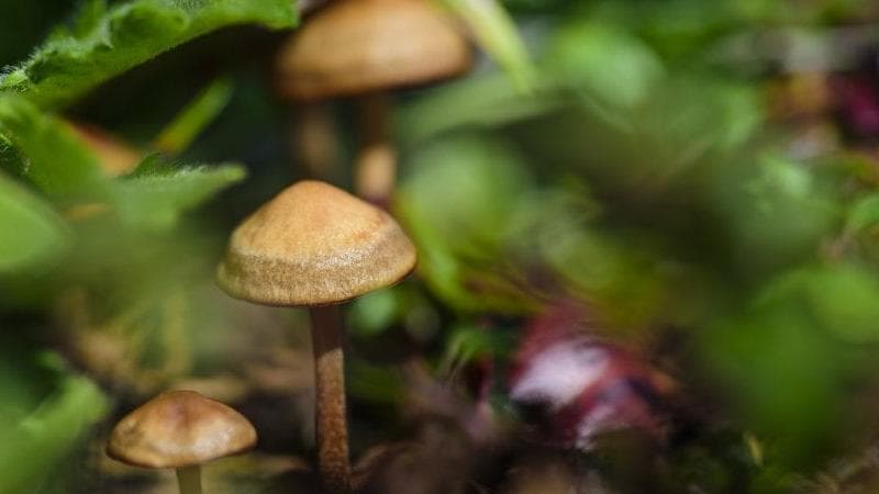Curare con le sostanze psichedeliche, c’è il primo corso per i medici