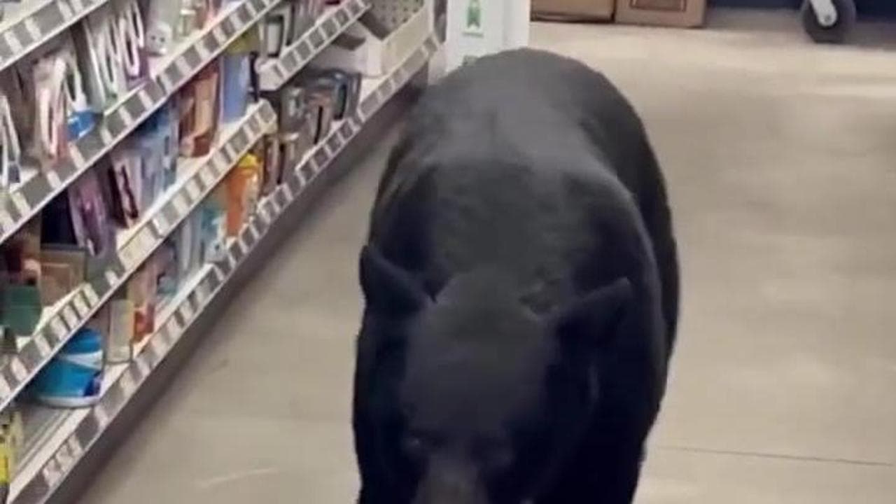 New jersey, un orso entra nel negozio: il sangue freddo del cliente che riesce a guidarlo fuori