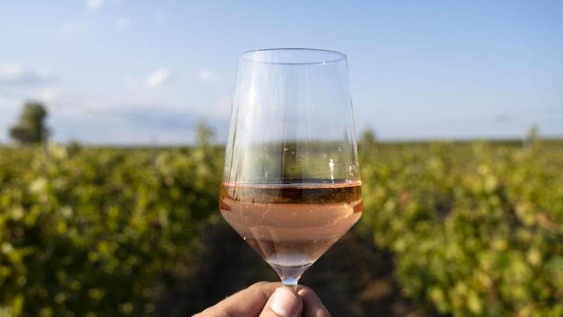 Vino, Fantini e la scommessa vinta sui rosati
