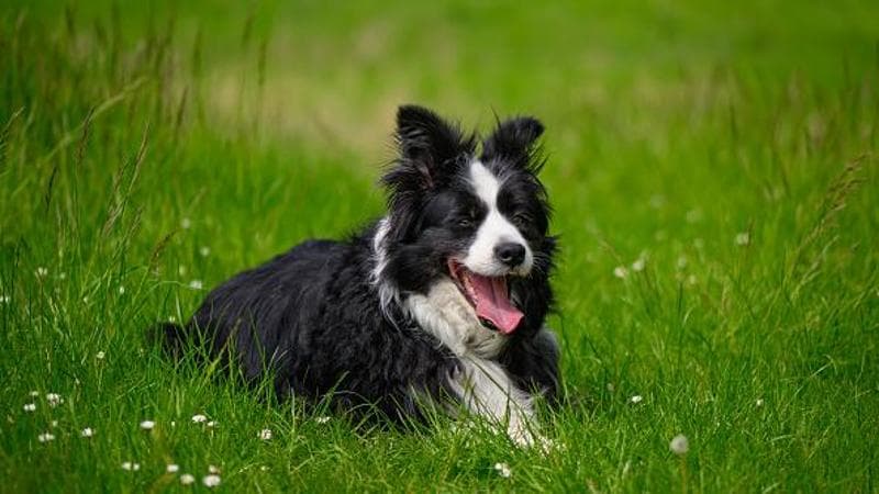A Bolzano la tassa di soggiorno per cani: 100 euro per i residenti, 1,5 euro al giorno per i turisti