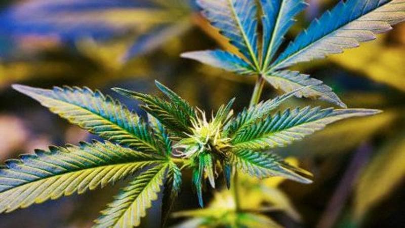 Cannabis light, flop del governo: il divieto non funziona. I produttori: “Andiamo avanti”