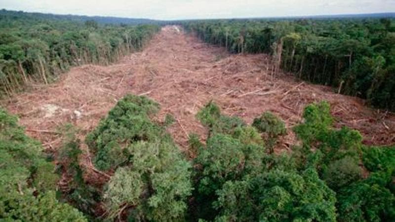 Regolamento contro la deforestazione, ancora un rinvio Ue: “Problemi informatici”. Ma è polemica