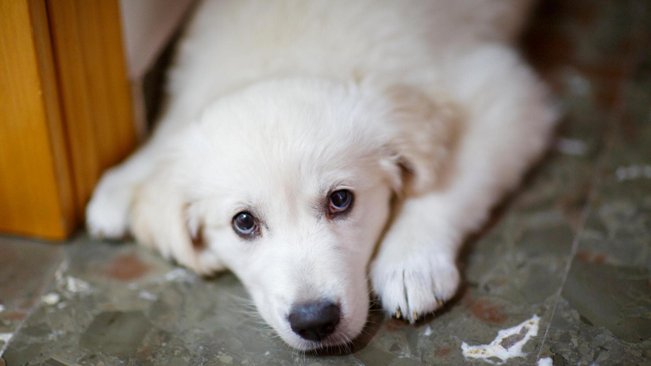 İspanya, refakatçinin köpeğini öldürür: cinsiyete dayalı şiddet nedeniyle kınanmış. “Psikolojik olarak kırmak istedi”