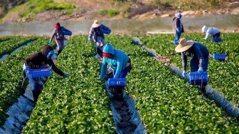 Agricoltura, quando le filiere agro alimentari diventano inclusive
