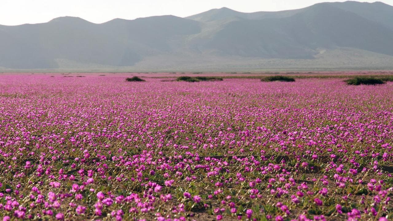 Cile, l'incredibile distesa di fiori nel deserto più arido del mondo
