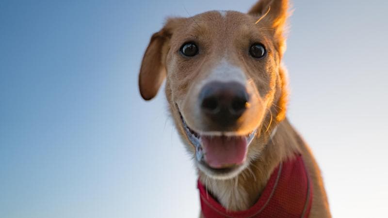 Set da Gioco per La Cura degli Animali Domestici, Veterinario Fai Finta di Giocare al Dottore Set con Giocattoli per Cuccioli di Cane, Kit Medico per Bambini con Stetoscopio, Siringa, Termometro