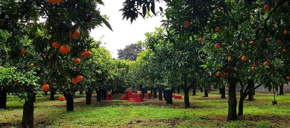 Valle del Marro Libera Terra che si trova sui terreni agricoli confiscati alla 'ndrangheta nella Piana&nbsp;di&nbsp;Gioia&nbsp;Tauro nel 2004