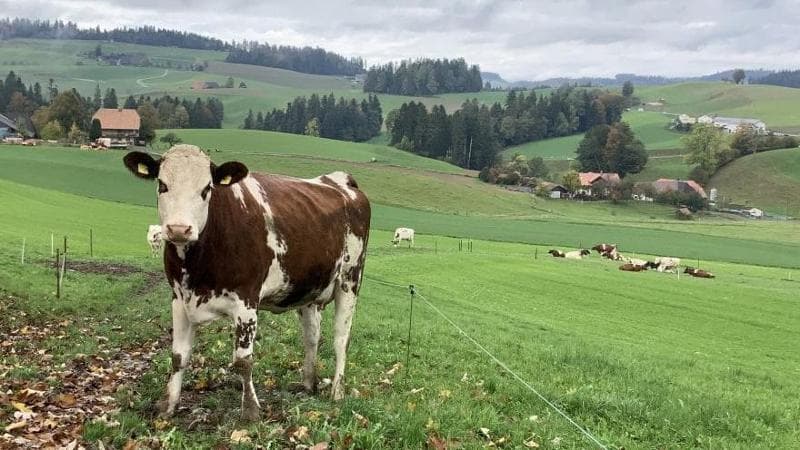 Svizzera, crollano le esportazioni di latte e formaggio negli Usa. “Dovremo macellare 25mila mucche”