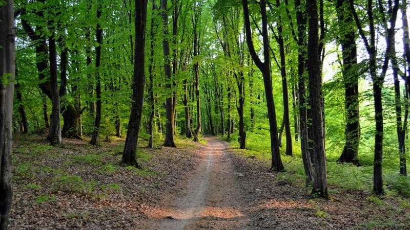Un cammino attraverso una faggeta