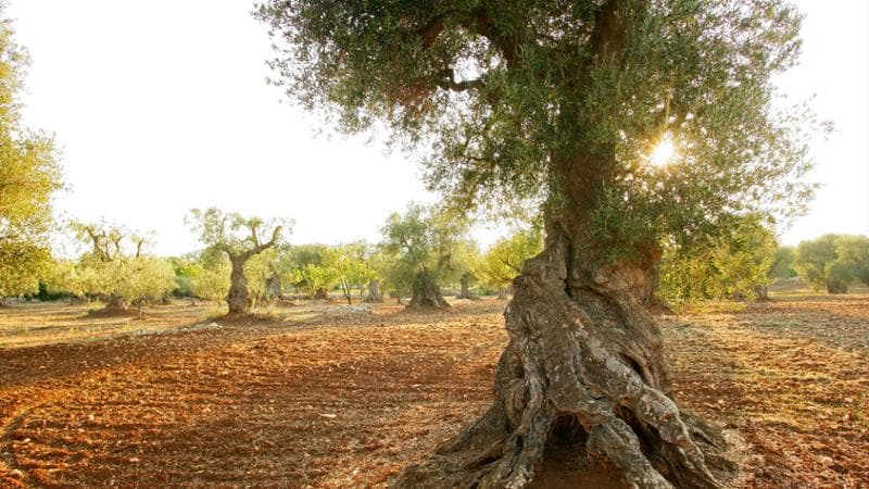 FèXtra 2025, il Gargano celebra l’oro verde