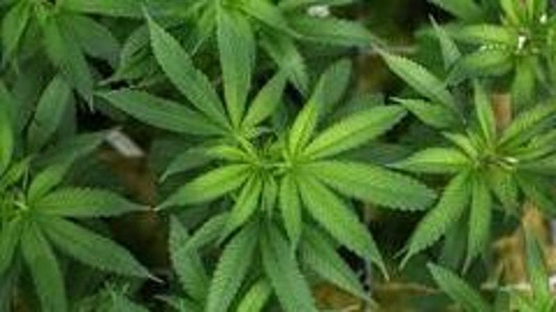 Germania, il consumo di marijuana non è aumentato dopo la legalizzazione