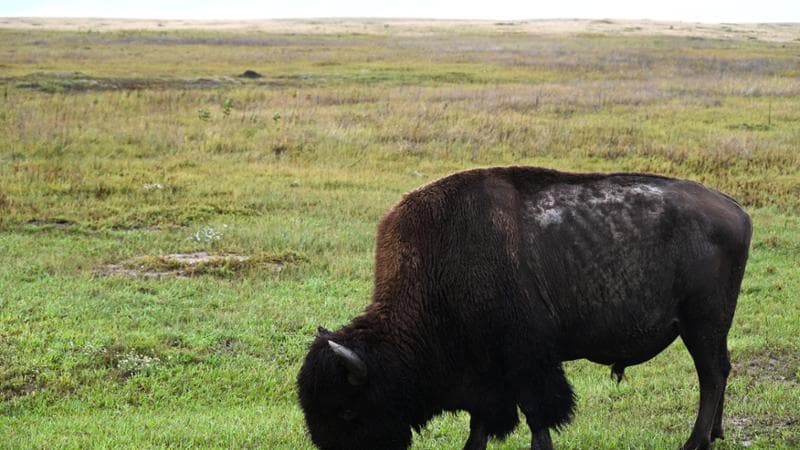 Un bisonte nel Parco nazionale delle Badlands @Daniela Solito