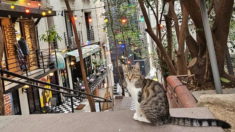 Gatti tra i vicoli di Istanbul (MgFilippi)