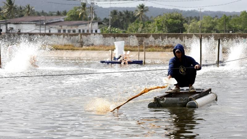 La crisi dei gamberetti radioattivi indonesiani: ritirati dal mercato Usa