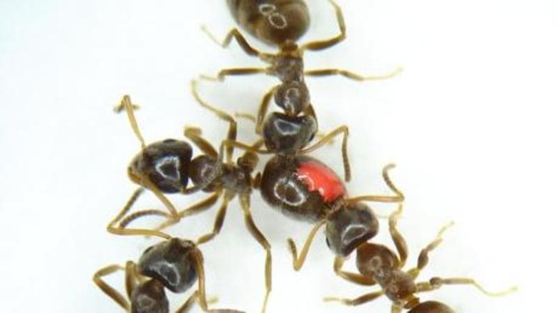 Formiche operaie sane rimuovono, leccandole via, le spore di un fungo&nbsp;patogeno da un individuo infettato (in rosso)