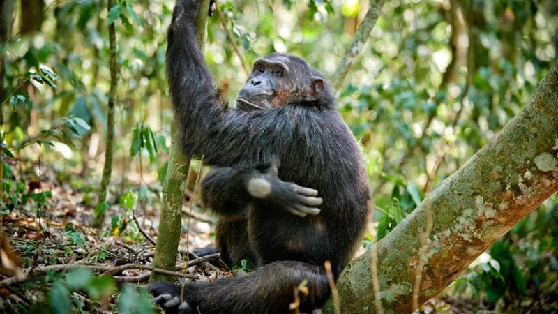 Uno scimpanzé (Tierfotoagentur / Alamy /ipa )