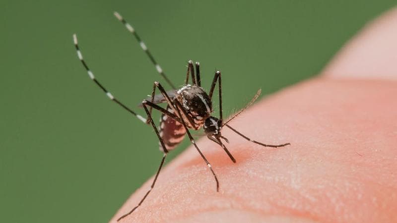 Un esemplare di Aedes albopictus