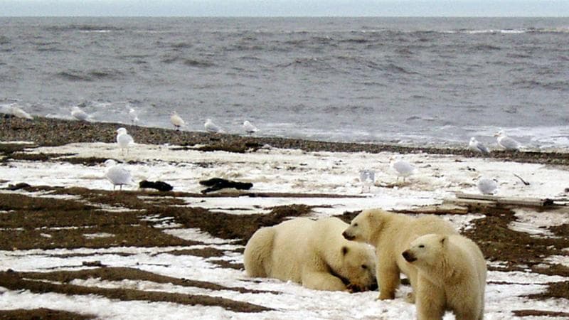 Alaska, via libera alla strada contestata nel parco naturale e alle trivellazioni di Trump