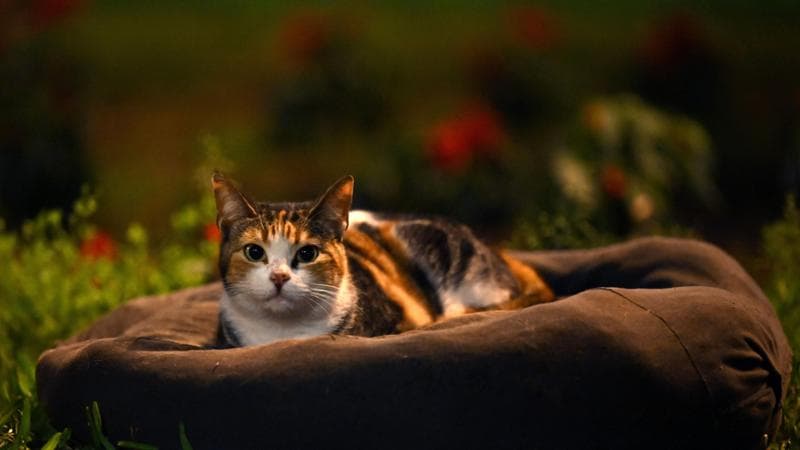 Turchia, assegni di mantenimento per i due gatti di famiglia: ex marito dovrà pagarli all’ex moglie