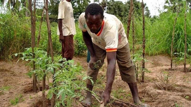 Sicurezza e autonomia alimentare: si premiano le comunità agricole dai saperi antichi