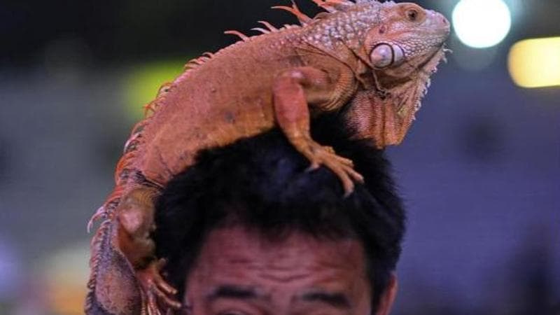 REUTERS/Noel Celis