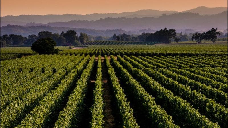 Scalzi e piedi nell’uva: l’ultima moda del lusso californiano è pagare 5mila dollari per vendemmiare