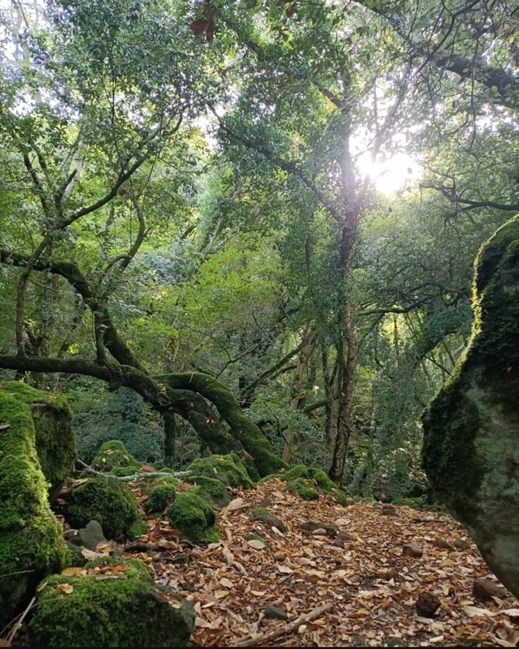 Bosco Sasseto