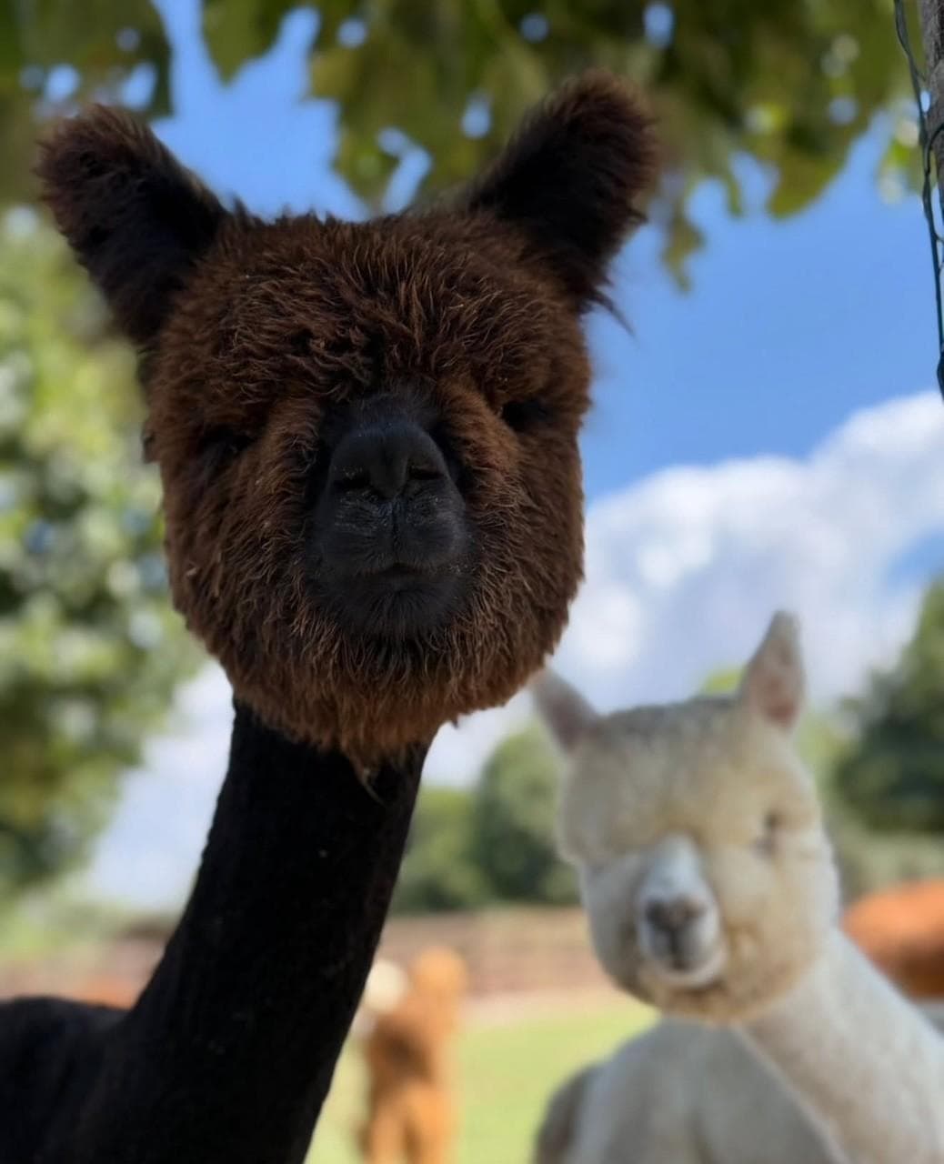 Piani degli Alpaca
